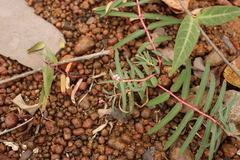 Euphorbia deccanensis var. nallamalayana